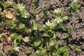 Image result for Cerastium octandrum