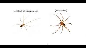 Producen seda (véase seda de araña), con la que tejen telas de araña o telarañas, que usan para construir redes de caza, tapizar refugios e incluso hacerse llevar por el viento. Arana Violinista Loxosceles Vs Arana De Patas Largas O Arana Patona Pholcus Phalangioides Youtube