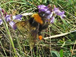 Image result for Bombus hyperboreus