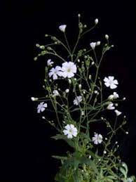 Check spelling or type a new query. How Toxic To Cats Is Baby S Breath Plants Cooinda Cat Resort
