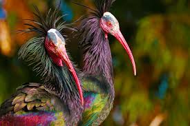 Water Birds Of Northern Indiana Northern Bald Ibis Birds Migratory Birds Ibis