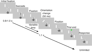 Image result for Visual Fixation