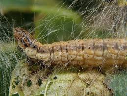Image result for Cryptoblabes bistriga