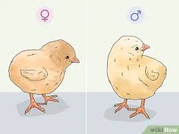 Chickens also have very short memories. 3 Ways To Determine The Sex Of A Chicken Wikihow