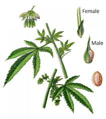 Maybe you would like to learn more about one of these? Male Vs Female Cannabis Plant And Sexing Guide Leafipedia Net