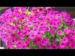 Video Gardening Tips How To Care For Petunias Petunia Flower Petunia Plant Petunia Care