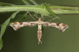 Während tagfalter nicht nachts fliegen, gibt es im gegensatz dazu . Tagfalter Oder Nachtfalter Was Sind Die Unterschiede Bluhendes Osterreich