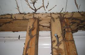 The timber pest inspection involves a thorough visual inspection. A1 Building Pest Consultancy Toowong Qld Read Reviews