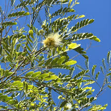 Image result for Albizia lebbeck