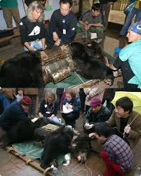 Bear freed from circus life