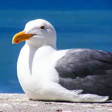 Image result for seagull