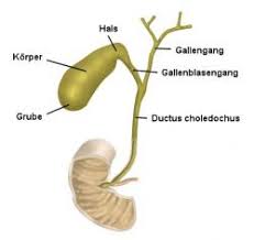 Detox training für die gallenblase. Gallenblase Anatomie Und Funktion Medfuehrer De