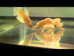 How To Care For A Betta Fish For Beginners Easy To Follow Guide About Betta Fish Care Facts Care Sheets Kit Recomendat In 2020 Halfmoon Betta Betta Betta Fish Care