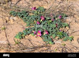 Image result for Harpagophytum