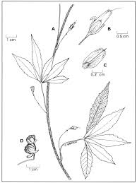 Image result for Merremia quinquefolia