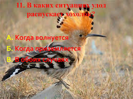 Переводчик для английского, русского, немецкого, французского, испанского, итальянского и украинского языков. Udivitelnaya Ptica Udod Doklad Proekt