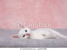 New listingvintage cat white fluffy blue tinge kitten figurine stamped 1205. Small Fluffy White Kitten Laying On A Fluffy Gray Blanket Looking Directly At Viewer Textured Marbled Pink Background Copy Canstock