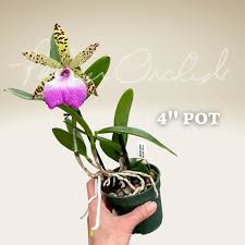 Image result for Cyphia richardsiae