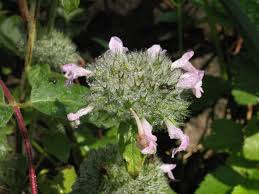 Image result for Clinopodium uhligii