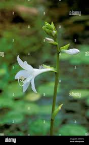 Image result for Anthericaceae