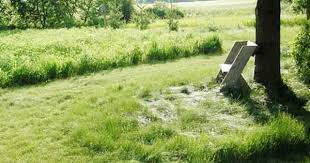 So You Want A No Mow Lawn Lawn And Garden Types Of Lawn Lawn