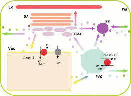 Check spelling or type a new query. The Plant Endomembrane System The Connecting Membrane Exchange Routes Download Scientific Diagram