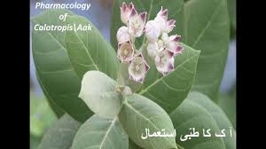 Pharmacology Of Calotrpis Aak Plants Plant Leaves Herbalism