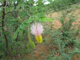 Image result for Ochna cinnabarina