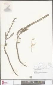 Image result for Coleus cylindraceus