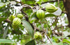 Image result for Garcinia buchneri