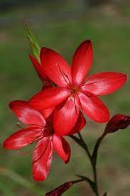 Native Red Lily This Is Absolutely Gorgeous Australian Flowers Australian Native Flowers Beautiful Flowers