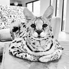 chloe the serval's Amazon Page