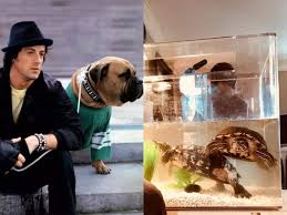 Sylvester Stallone : Ses tortues stars de 'Rocky' et anecdotes surprenantes! - Imagen principal del artículo