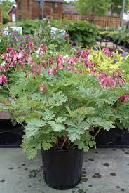 Luxuriant Bleeding Heart Wholesale Plants Bleeding Heart Plants