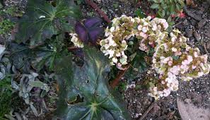 Image result for Begonia scutifolia