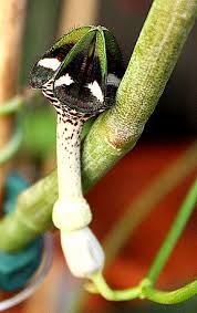 Image result for Ceropegia nilotica