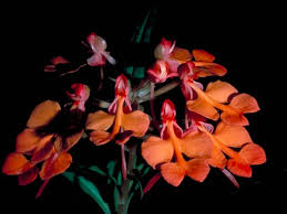 Image result for Habenaria goetzeana