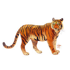 Tiger Images Cartoon Tiger Free Png Images Tiger Images Cartoon Tiger Tiger Pictures
