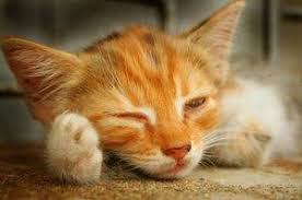 It's garnered headlines from nationally. Learn To Spot These Cat Flu Symptoms Lovetoknow