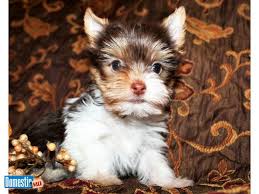 Yorkie Black And Brown Puppy Akc Yorkie Puppies Available Multiple Puppies From Different Litters To Pick From Traditional Black Tan Parti And Chocolate P Yorkie Puppy Yorkie Puppies