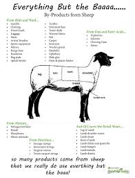 Everything But The Baaa Livestock Judging Sheep Farm Facts