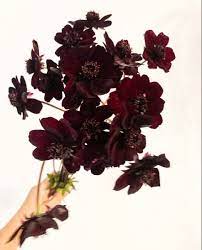 Shop For Chocolate Cosmos Flower Chocolate Cosmos Chocolate Cosmos Flower Wholesale Flowers