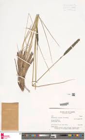 Image result for Andropogon amethystinus