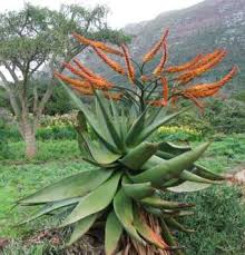 Image result for Aptosimum marlothii