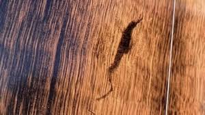 The Courier Mail - News update