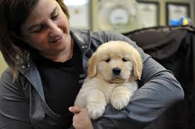 We did not find results for: Our Program Tygold Golden Retrievers