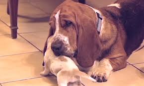 The basset hound is a wonderful hunting and companion breed and fits well in most family settings. Video Basset Hound Meeting 3 Weeks Old Puppies Doggie Outpost