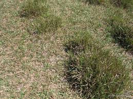 Image result for Urochloa dictyoneura