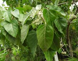 Image result for Aleurites