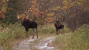 While many good hunting locations are easily accessible, during the moose. Moose Permit Hunting Trapping Maine Dept Of Inland Fisheries And Wildlife
